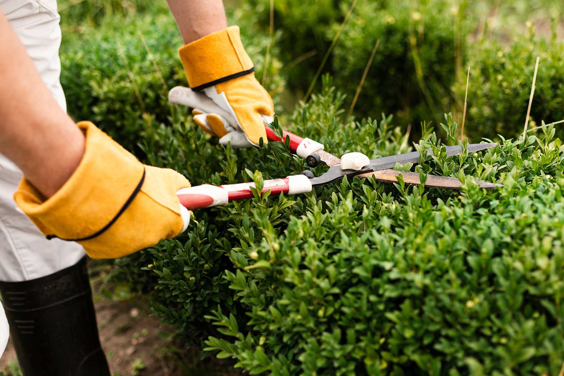 Poda de arbustos con tijera de jardinería