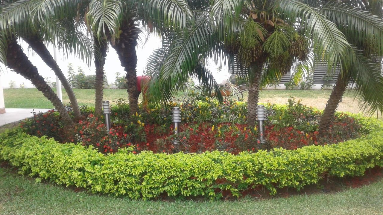 Jardín circular con palmeras, arbustos y flores rojas en una rotonda
