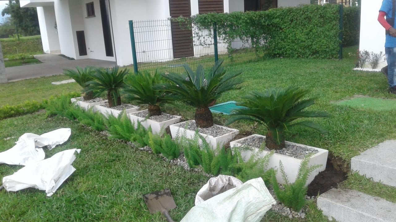 Siembra de cicas en jardín frontal de una casa