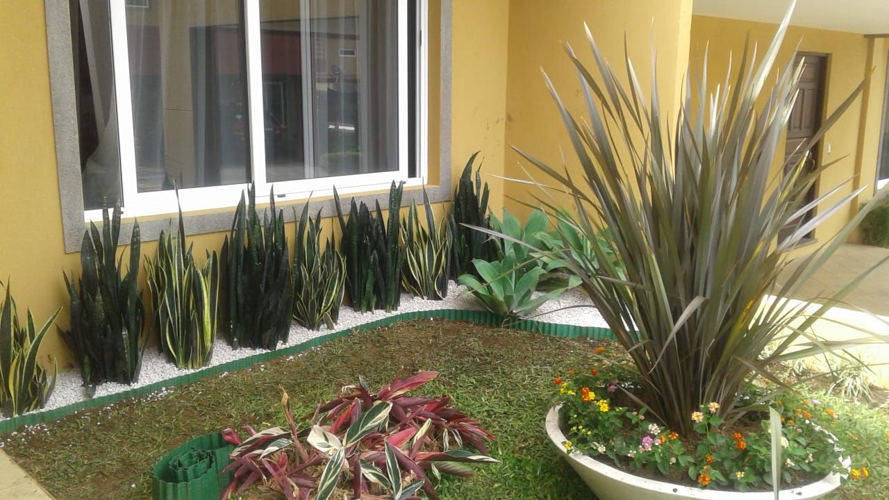 Jardín frente a edificio con lenguas de suegra y maceta con flores